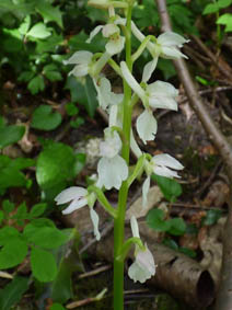 Orchis mascula 'alba'